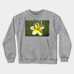 Beautiful Frangipani Flower Crewneck Sweatshirt